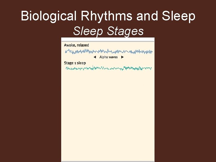 Biological Rhythms and Sleep Stages 