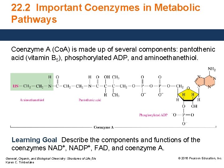 22. 2 Important Coenzymes in Metabolic Pathways Coenzyme A (Co. A) is made up