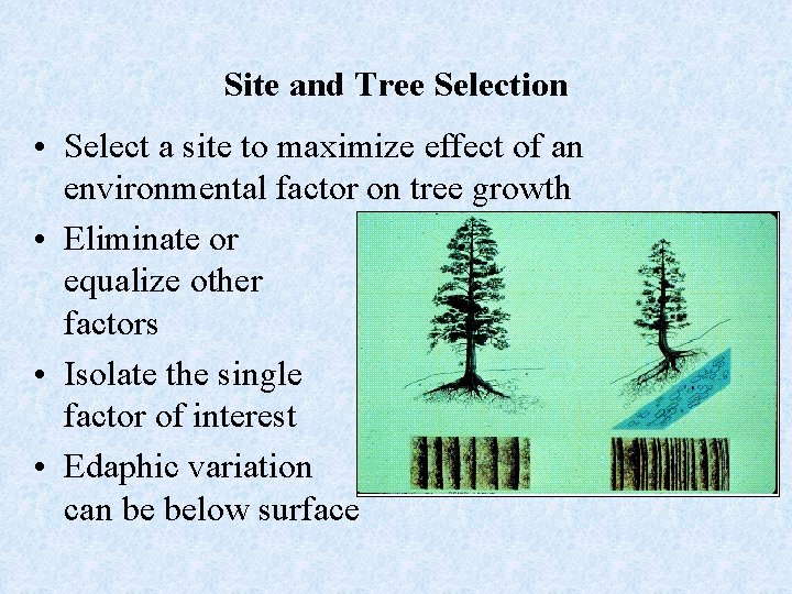 Site and Tree Selection • Select a site to maximize effect of an environmental