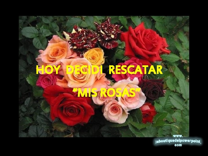 HOY DECIDI RESCATAR “MIS ROSAS” 