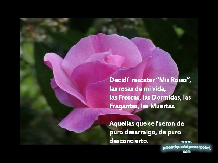 Decidí rescatar “Mis Rosas”, las rosas de mi vida, las Frescas, las Dormidas, las