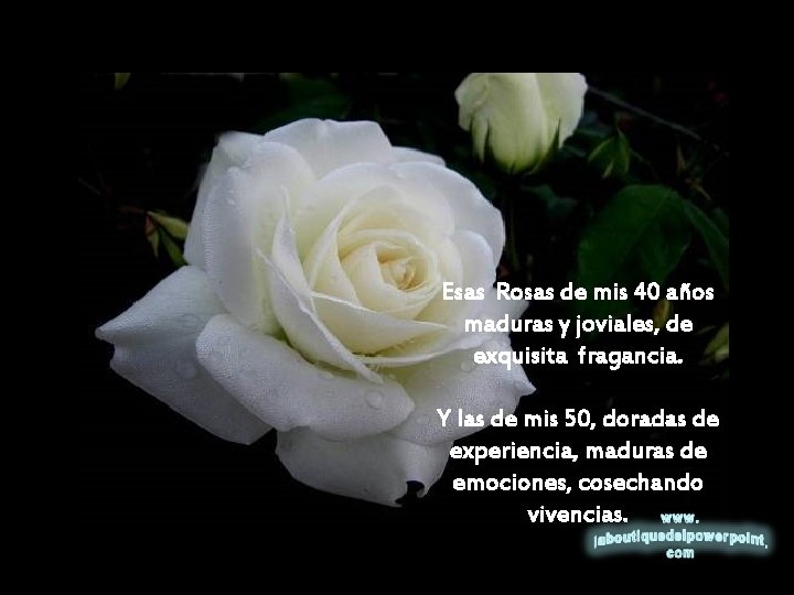 Esas Rosas de mis 40 años maduras y joviales, de exquisita fragancia. Y las