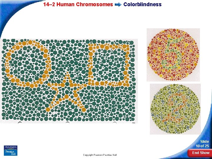 14– 2 Human Chromosomes Colorblindness Slide 10 of 25 Copyright Pearson Prentice Hall End 14– 2 Human Chromosomes Colorblindness Slide 10 of 25 Copyright Pearson Prentice Hall End
