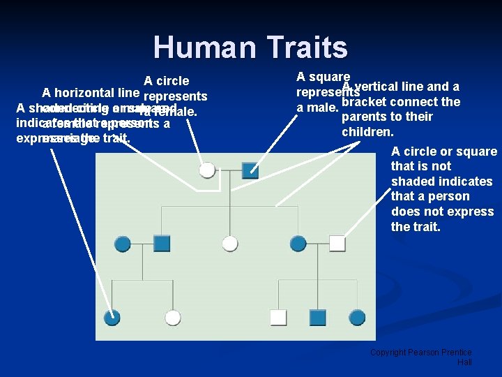 Human Traits A circle A horizontal line represents A shaded circle or square connecting Human Traits A circle A horizontal line represents A shaded circle or square connecting