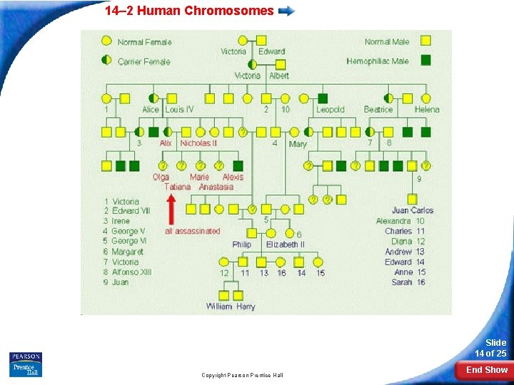 14– 2 Human Chromosomes Slide 14 of 25 Copyright Pearson Prentice Hall End Show 14– 2 Human Chromosomes Slide 14 of 25 Copyright Pearson Prentice Hall End Show