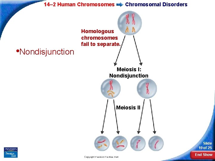 14– 2 Human Chromosomes • Nondisjunction Chromosomal Disorders Homologous chromosomes fail to separate. Meiosis 14– 2 Human Chromosomes • Nondisjunction Chromosomal Disorders Homologous chromosomes fail to separate. Meiosis