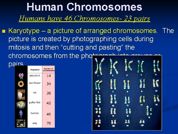 Human Chromosomes Humans have 46 Chromosomes- 23 pairs n Karyotype – a picture of Human Chromosomes Humans have 46 Chromosomes- 23 pairs n Karyotype – a picture of