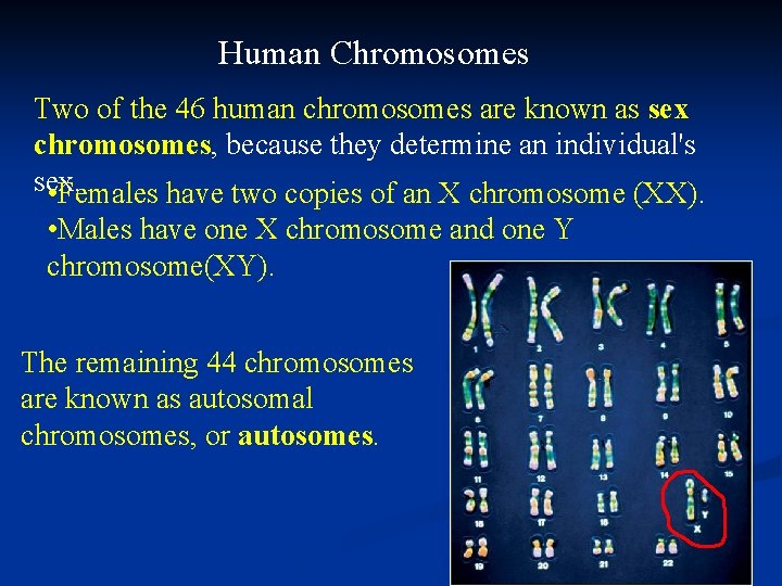 Human Chromosomes Two of the 46 human chromosomes are known as sex chromosomes, because Human Chromosomes Two of the 46 human chromosomes are known as sex chromosomes, because