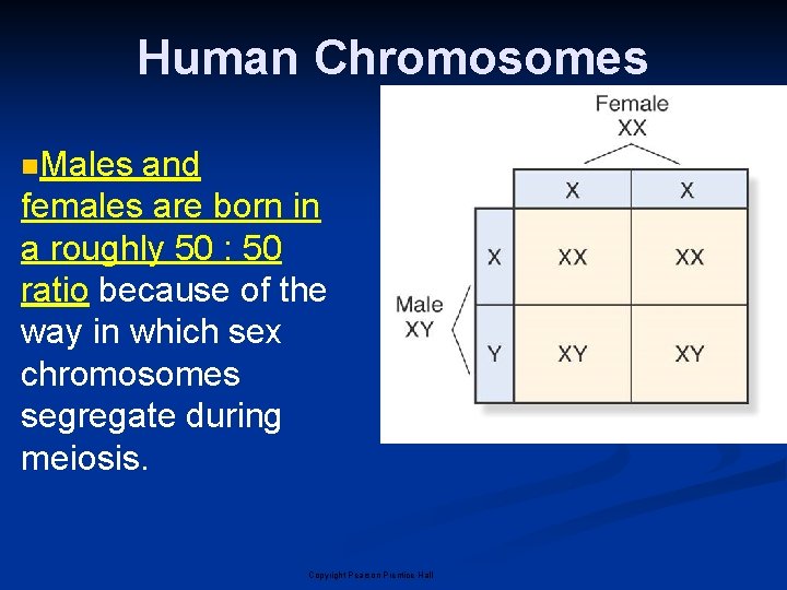 Human Chromosomes n. Males and females are born in a roughly 50 : 50 Human Chromosomes n. Males and females are born in a roughly 50 : 50