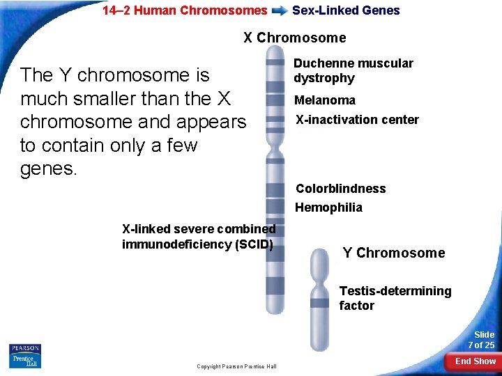 14– 2 Human Chromosomes Sex-Linked Genes X Chromosome The Y chromosome is much smaller 14– 2 Human Chromosomes Sex-Linked Genes X Chromosome The Y chromosome is much smaller