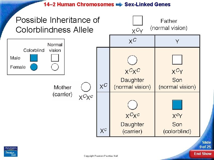 14– 2 Human Chromosomes Sex-Linked Genes Possible Inheritance of Colorblindness Allele Slide 9 of 14– 2 Human Chromosomes Sex-Linked Genes Possible Inheritance of Colorblindness Allele Slide 9 of