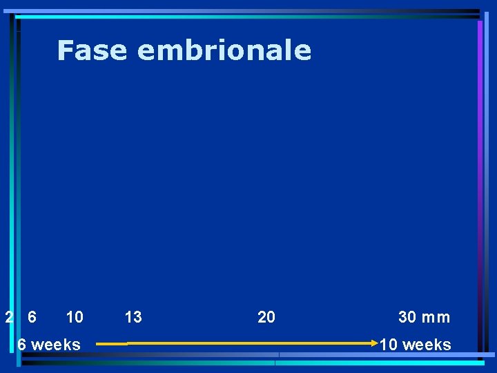 Fase embrionale 2 6 10 6 weeks 13 20 30 mm 10 weeks 