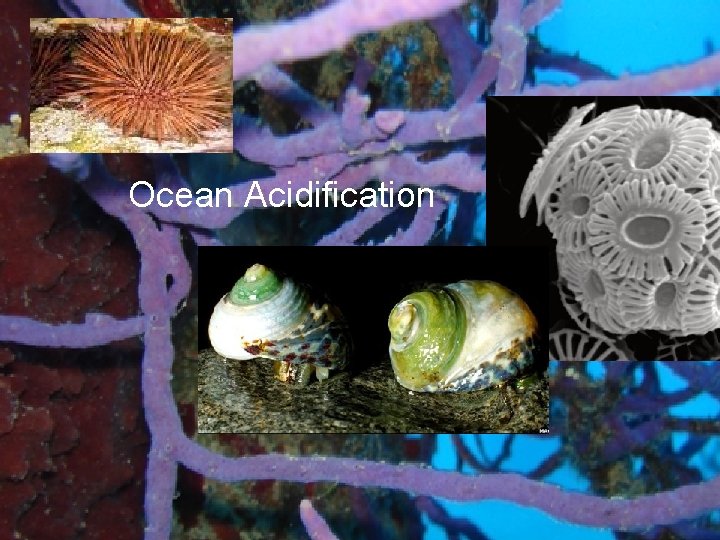 Ocean Acidification 