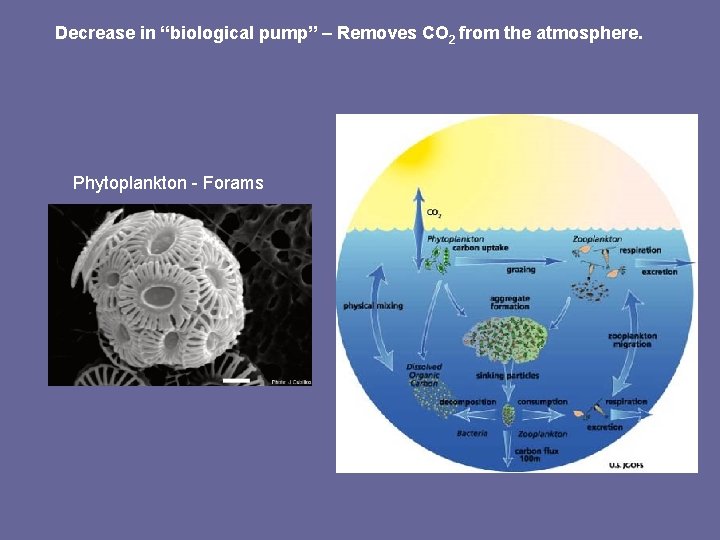 Decrease in “biological pump” – Removes CO 2 from the atmosphere. Phytoplankton - Forams