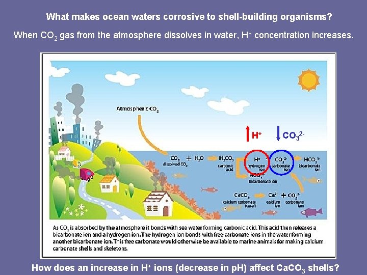 What makes ocean waters corrosive to shell-building organisms? When CO 2 gas from the