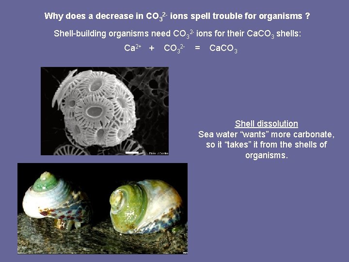 Why does a decrease in CO 32 - ions spell trouble for organisms ?