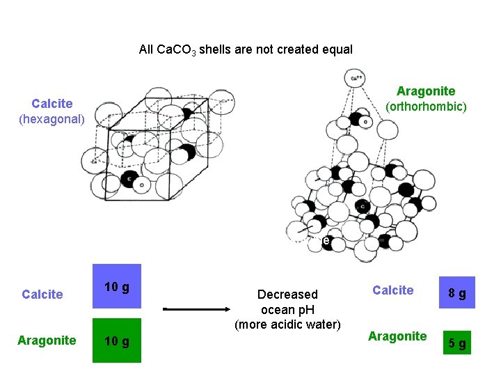 All Ca. CO 3 shells are not created equal Aragonite (orthorhombic) Calcite (hexagonal) Aragonite