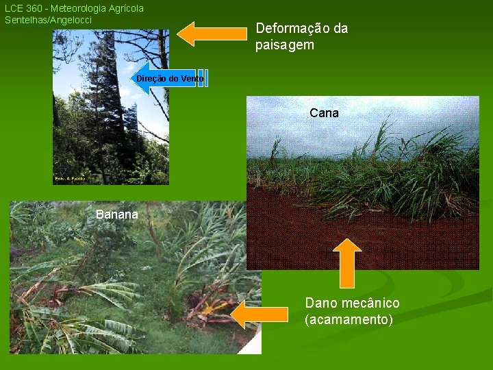 LCE 360 - Meteorologia Agrícola Sentelhas/Angelocci Deformação da paisagem Direção do Vento Cana Banana LCE 360 - Meteorologia Agrícola Sentelhas/Angelocci Deformação da paisagem Direção do Vento Cana Banana
