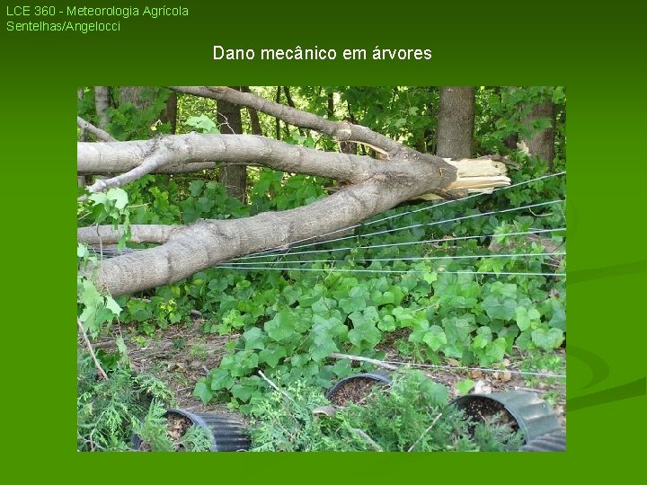 LCE 360 - Meteorologia Agrícola Sentelhas/Angelocci Dano mecânico em árvores LCE 360 - Meteorologia Agrícola Sentelhas/Angelocci Dano mecânico em árvores