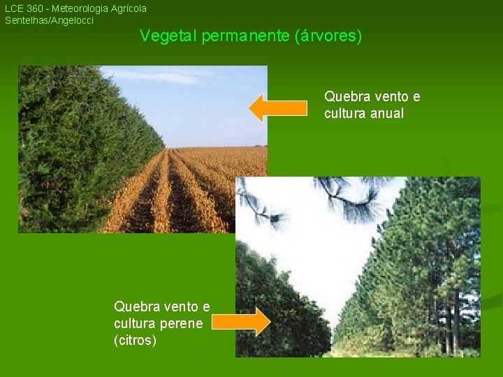 LCE 360 - Meteorologia Agrícola Sentelhas/Angelocci Vegetal permanente (árvores) Quebra vento e cultura anual LCE 360 - Meteorologia Agrícola Sentelhas/Angelocci Vegetal permanente (árvores) Quebra vento e cultura anual