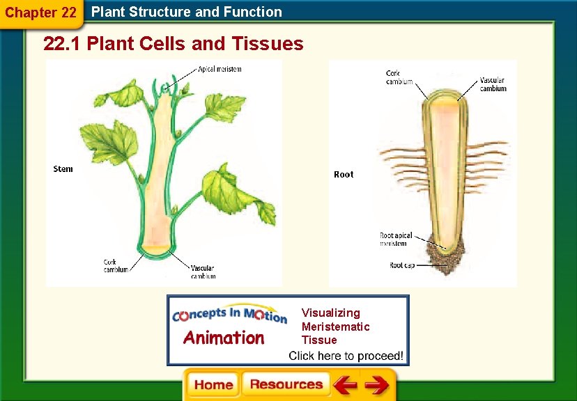 Chapter 22 Plant Structure and Function 22. 1 Plant Cells and Tissues Visualizing Meristematic