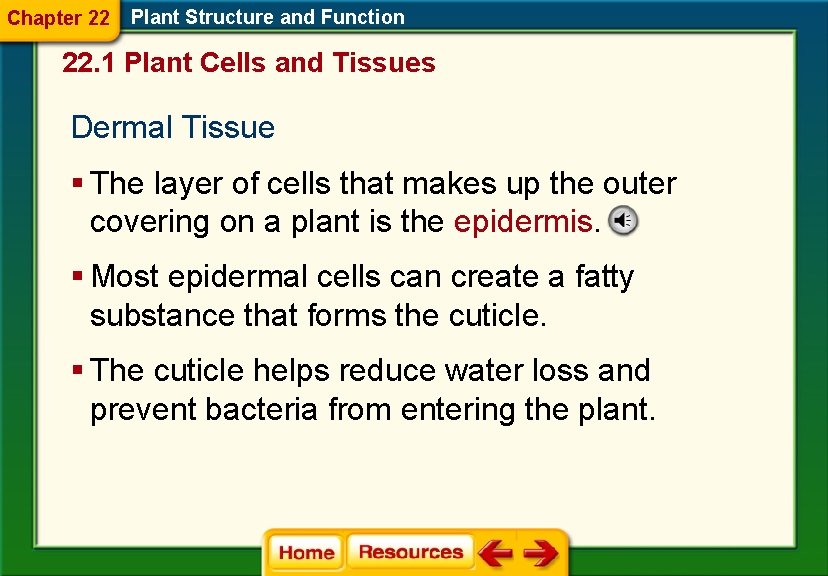 Chapter 22 Plant Structure and Function 22. 1 Plant Cells and Tissues Dermal Tissue