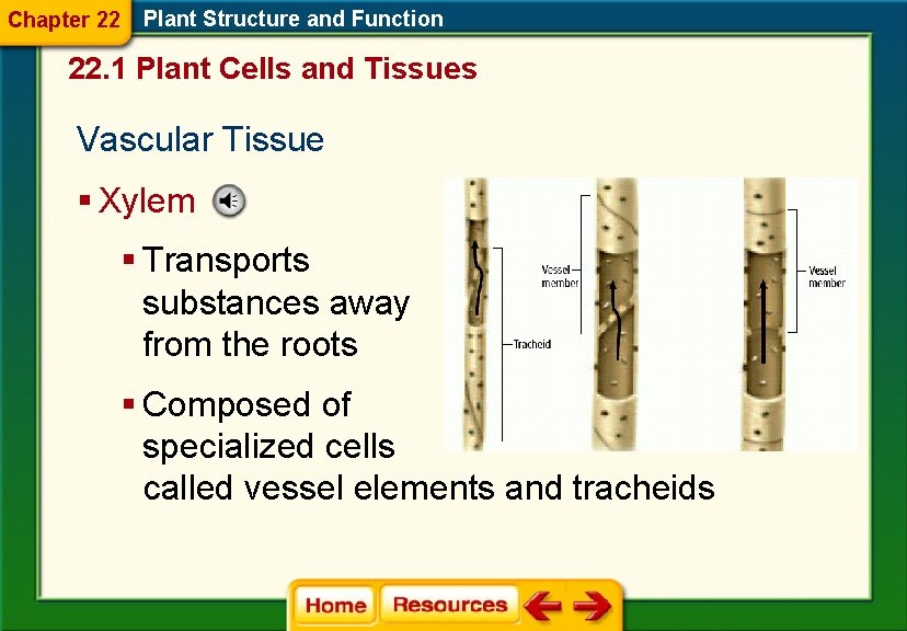 Chapter 22 Plant Structure and Function 22. 1 Plant Cells and Tissues Vascular Tissue