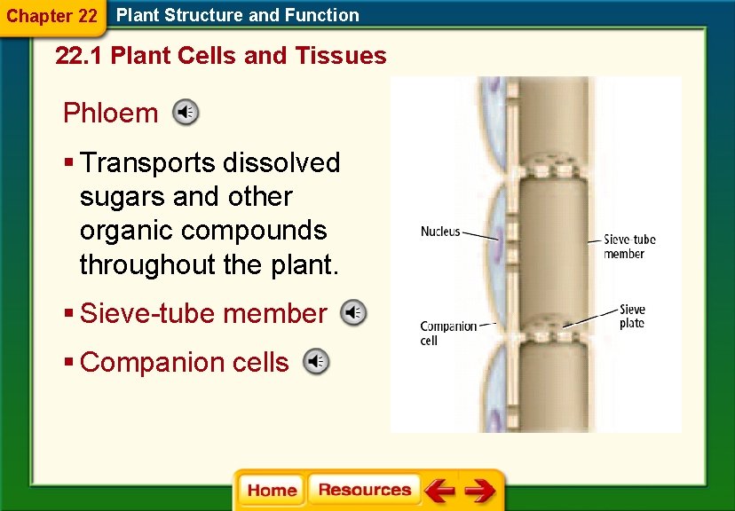 Chapter 22 Plant Structure and Function 22. 1 Plant Cells and Tissues Phloem §