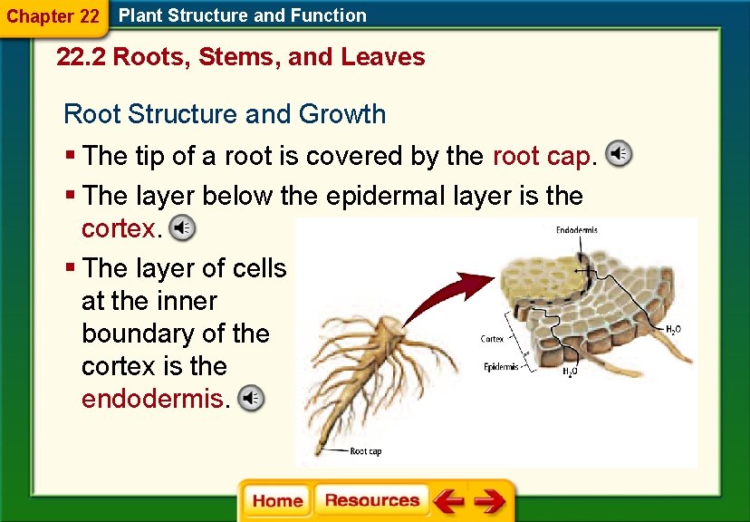 Chapter 22 Plant Structure and Function 22. 2 Roots, Stems, and Leaves Root Structure