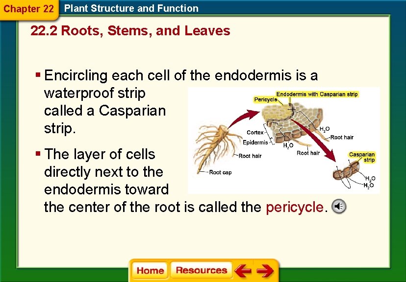 Chapter 22 Plant Structure and Function 22. 2 Roots, Stems, and Leaves § Encircling