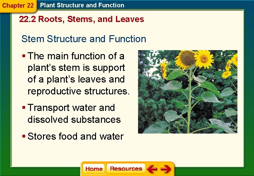 Chapter 22 Plant Structure and Function 22. 2 Roots, Stems, and Leaves Stem Structure