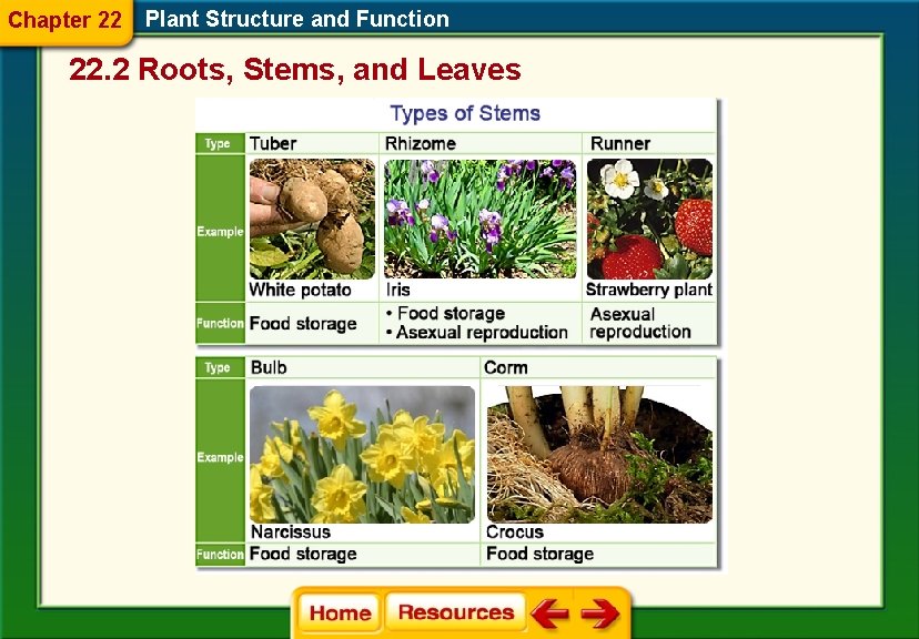 Chapter 22 Plant Structure and Function 22. 2 Roots, Stems, and Leaves 