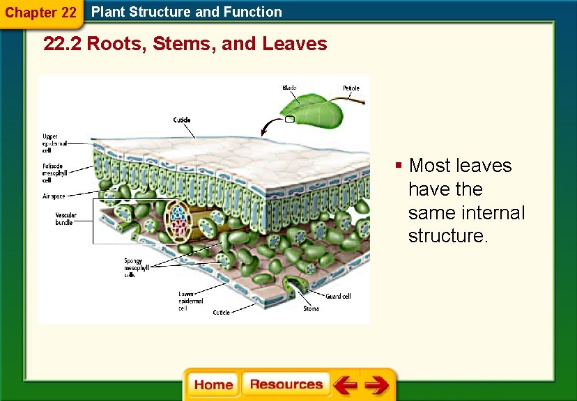 Chapter 22 Plant Structure and Function 22. 2 Roots, Stems, and Leaves § Most