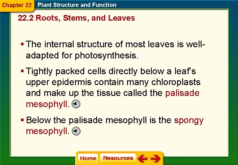 Chapter 22 Plant Structure and Function 22. 2 Roots, Stems, and Leaves § The