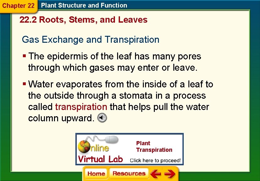 Chapter 22 Plant Structure and Function 22. 2 Roots, Stems, and Leaves Gas Exchange