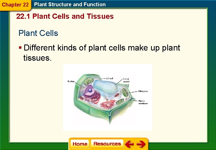 Chapter 22 Plant Structure and Function 22. 1 Plant Cells and Tissues Plant Cells