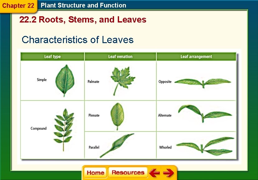 Chapter 22 Plant Structure and Function 22. 2 Roots, Stems, and Leaves Characteristics of