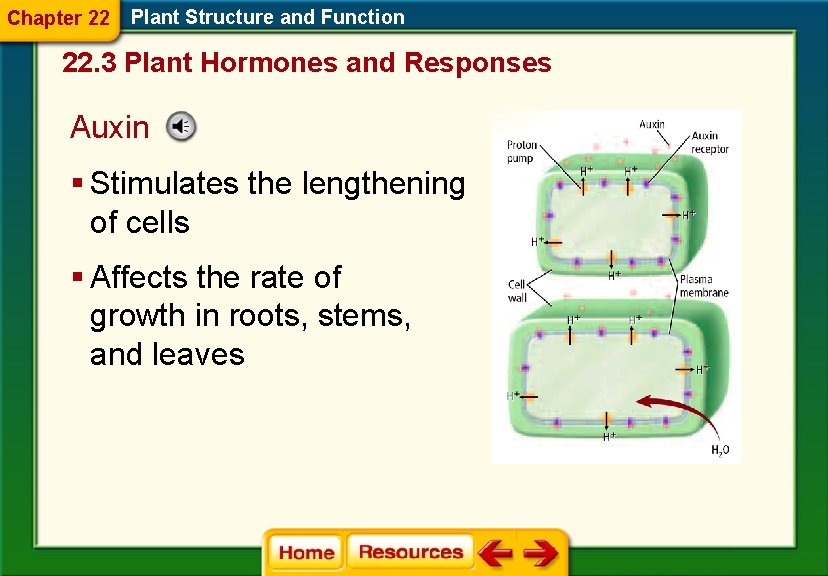 Chapter 22 Plant Structure and Function 22. 3 Plant Hormones and Responses Auxin §