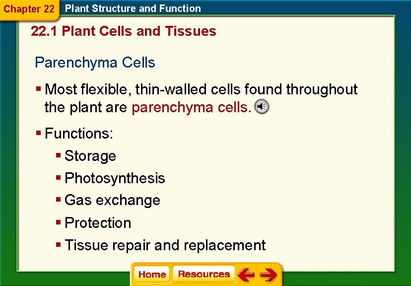 Chapter 22 Plant Structure and Function 22. 1 Plant Cells and Tissues Parenchyma Cells