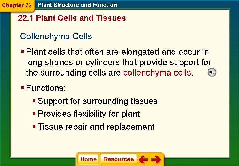 Chapter 22 Plant Structure and Function 22. 1 Plant Cells and Tissues Collenchyma Cells