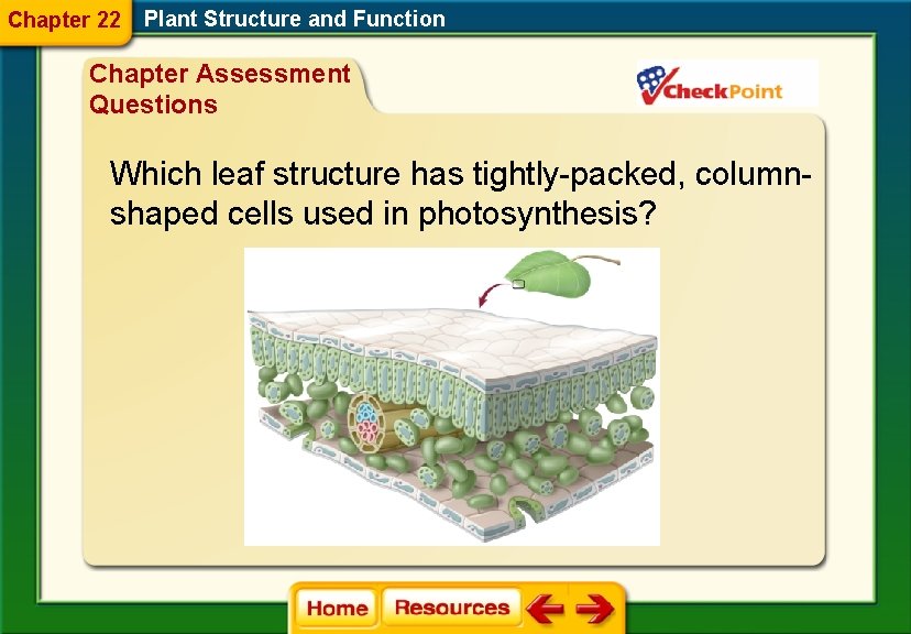 Chapter 22 Plant Structure and Function Chapter Assessment Questions Which leaf structure has tightly-packed,