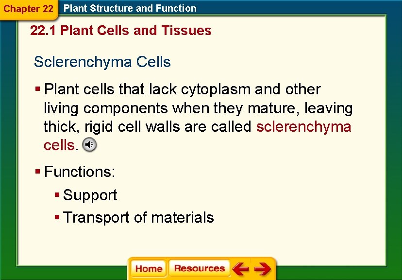 Chapter 22 Plant Structure and Function 22. 1 Plant Cells and Tissues Sclerenchyma Cells