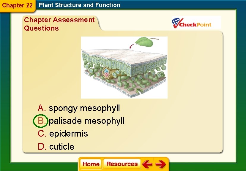 Chapter 22 Plant Structure and Function Chapter Assessment Questions A. spongy mesophyll B. palisade