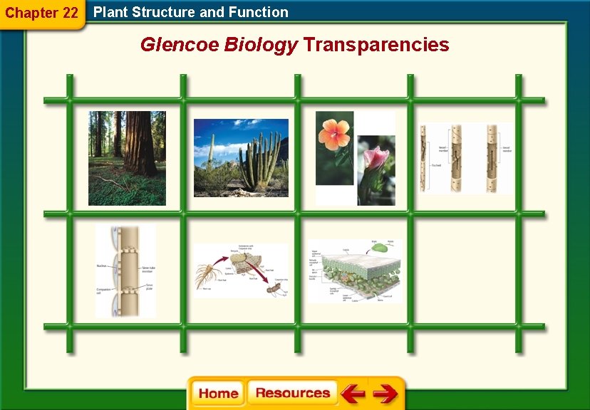 Chapter 22 Plant Structure and Function Glencoe Biology Transparencies 