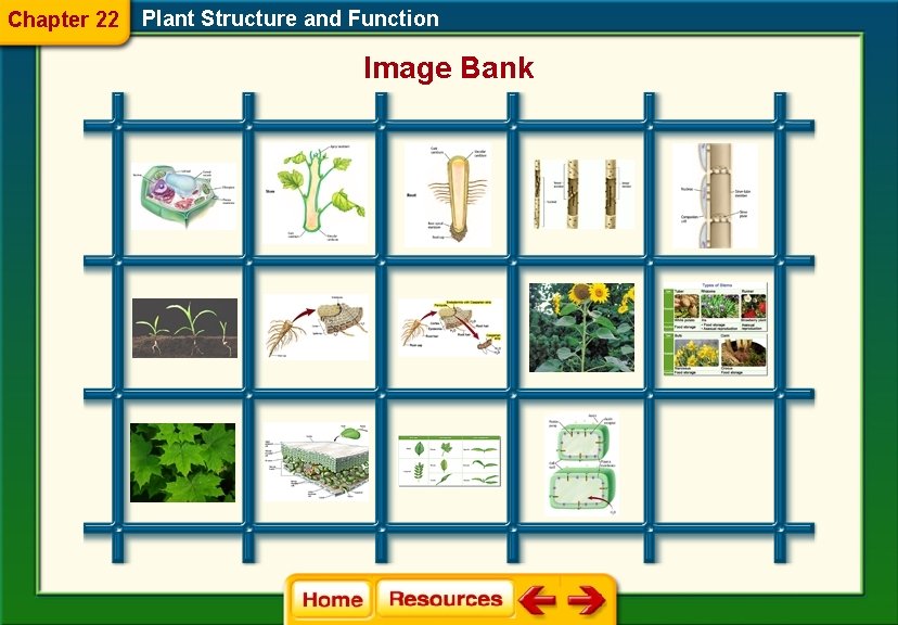 Chapter 22 Plant Structure and Function Image Bank 