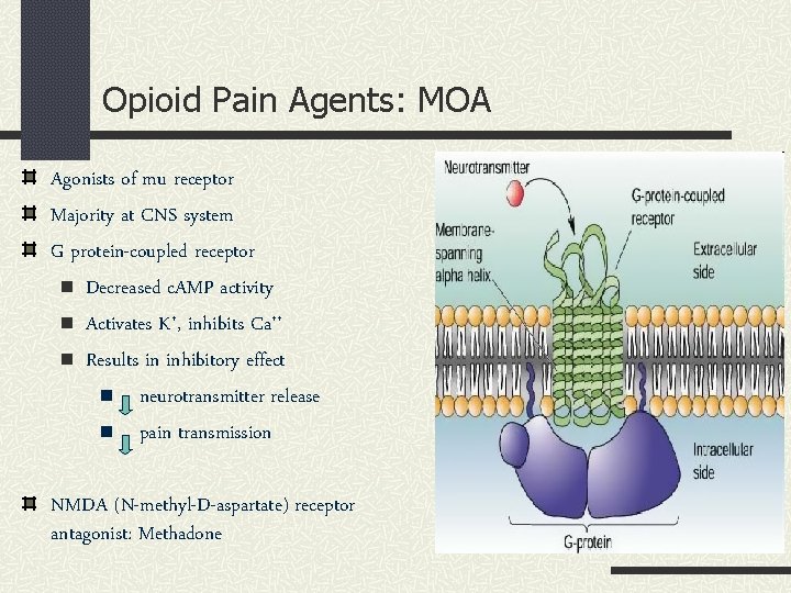 Opioid Pain Agents: MOA Agonists of mu receptor Majority at CNS system G protein-coupled