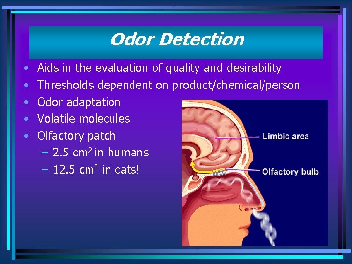 Odor Detection Odor/smell • • • Aids in the evaluation of quality and desirability