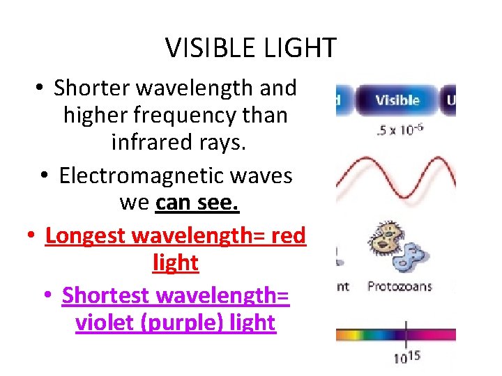 VISIBLE LIGHT • Shorter wavelength and higher frequency than infrared rays. • Electromagnetic waves