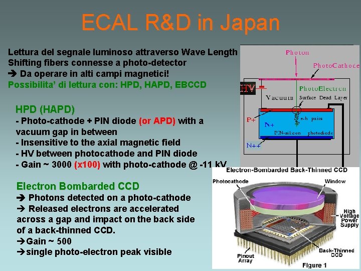 ECAL R&D in Japan Lettura del segnale luminoso attraverso Wave Length Shifting fibers connesse