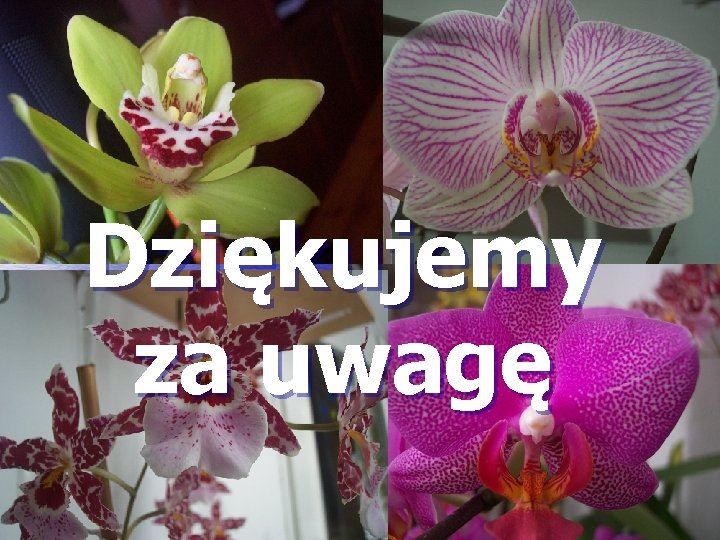 Dziękujemy za uwagę 